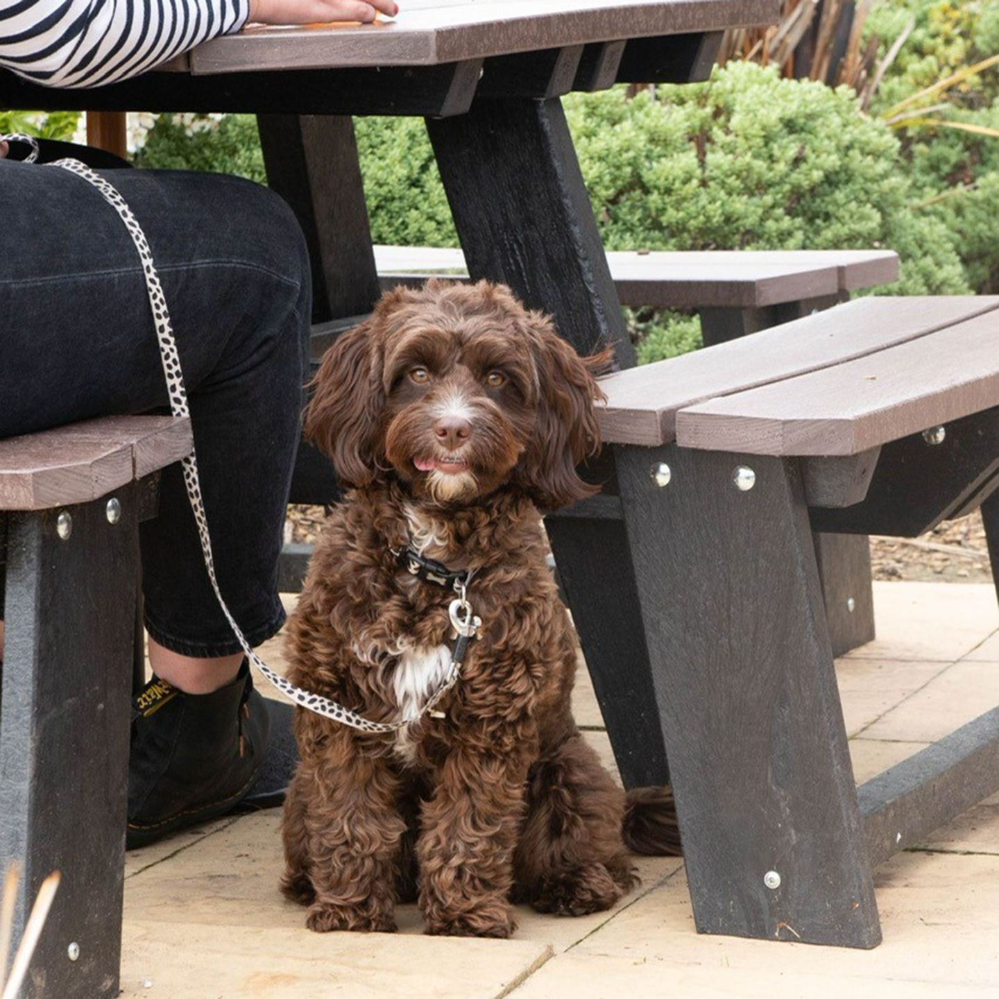 Your local dog friendly pub in Hartlepool